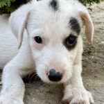 Mischling Oskar, 04/2022, Endgröße ca. 50 cm