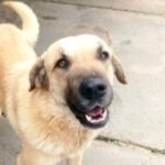 Mischling Carlos, 07/2019, 60 cm