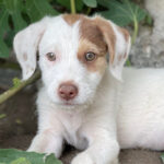 Mischling Jasper, 04/2022, Endgröße ca. 50 cm