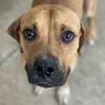 Mischling Bogart, 01/2021, ca. 65 cm