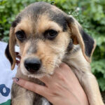 Mischling Justus, 04/2022, Endgröße ca. 50 cm