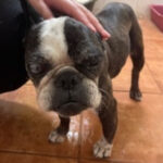 Französische Bulldogge Noa, 07/2012, ca. 35 cm