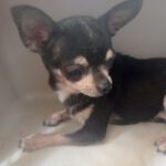 Chihuahua Crissi,08/2017, 20 cm