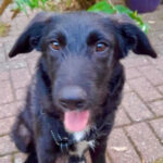 Flat Coated Retriever Labrador Mischling Piper, 04/2022, Endgröße ca. 60 cm