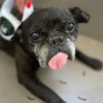 Französische Bulldogge Buba, 07/2012, ca. 35 cm