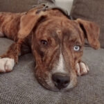 Mischling Chica, 02/2022, Endgröße ca. 50 cm