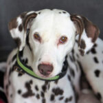 Damatiner Zyra, 07/2012, ca. 55 cm