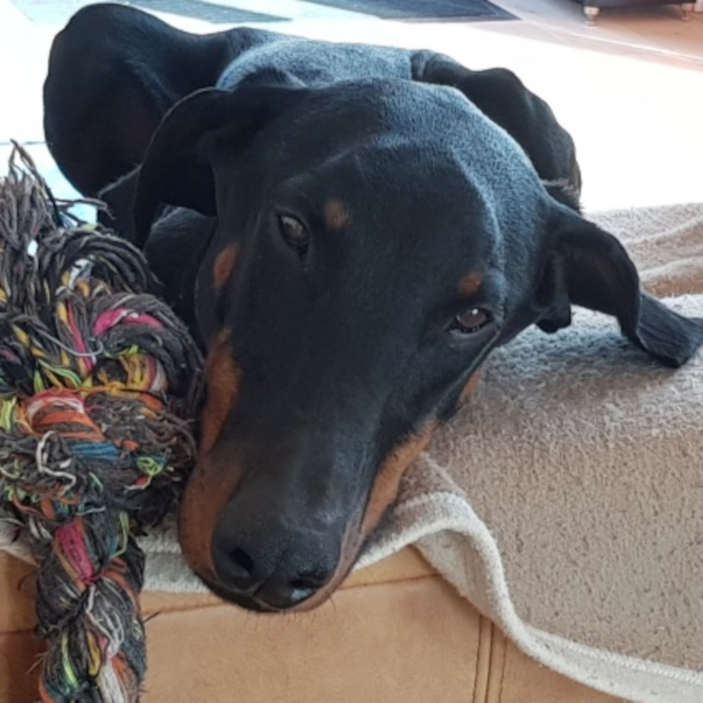 Dobermann Dollar, 28.08.2019, ca. 70 cm, 74354 Besigheim