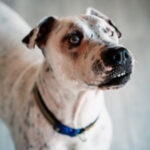 Mischling Jessie, 07/2017, ca. 67 cm