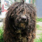 Wasserhund Flecos, 11/2020, ca. 60 cm