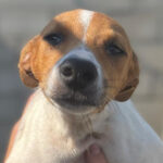 Bodeguero Bailey, 04/2022, Endgröße ca. 45 cm