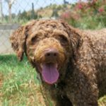 Spanischer Wasserhund Curly,07/2018, 50 cm