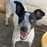 Mischling Phoebe, 01/2021, 40 cm