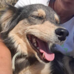 Mischling Lida, 03/2021, ca. 40 cm