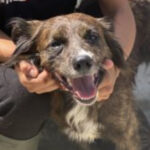 Mischling Lupin, 12/2020, ca. 45 cm