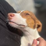 Mischling Franklin, 02/2022, 40 cm