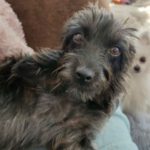 Yorkshireterrier-Mischling, Hawai, 07/2020, 28 cm