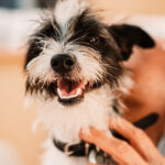 Mischling Yacky, 10/2021, ca. 28 cm