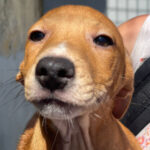 Mischling Björn, 04/2022, Endgröße ca. 45 cm