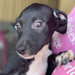 Mischling Agentha, 04/2022, Endgröße ca. 45 cm