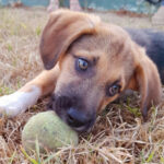 Mischling Scooby, 05/2022, Endgröße ca. 45 cm