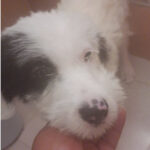 Mischling Alba, 03/2022, Endgröße ca. 45 cm