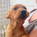 Mischling Nadine, 04/2022, 45 cm