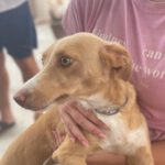 Podenco Pelusa, 04/2020, 45 cm