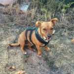 Mischling Asun, 05/2019, 35 cm,76448 Durmersheim