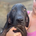 Mischling Devon, 03/2022, 50 cm