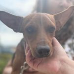 Pinscher-Podenco Mico, 01/2022, 40 cm