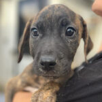 Mischling Khan, 04/2022, Endgröße ca. 50 cm