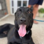 Schäferhund Kaleo, 12/2021, 60 cm