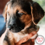 Mischling Lou, 04/2022, Endgröße ca. 50 cm