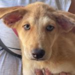 Mischling Nuke, 04/2022, 45 cm