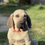 Sabueso Espagnol Pocoyó, 11/2021,55 cm