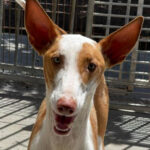 Podenco Quince, 09/2021, ca. 60 cm