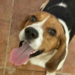 Beagle Alonso, 08/2021, 38 cm