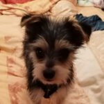 Mischling Blas, 07/2021, 30 cm, 24103 Kiel