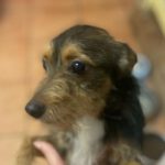 Mischling Bruno, 11/2021, 40 cm