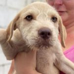 Mischling Capuchino, 05/2022, 45-55 cm