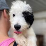 Mischling Chai,05/2022, 45-55 cm