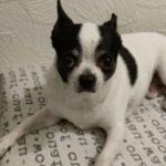 Chihuahua Chase, 01/2016, 25 cm, 40789 Monheim am Rhein