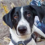 Mischling Donald, 03/2022, 45-50 cm, 47269 Duisburg