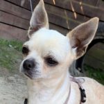 Chihuahua Epi, 02/2018, 30 cm, 44894 Bochum