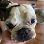 Französische Bulldogge Flippy, 08/2011, 35 cm