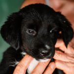 Mischling Juli, 04/2022, 50-55 cm.61381 Friedrichsdorf