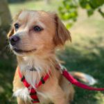 Mischling June Bug, 06/2020, 28 cm, 31228 Peine