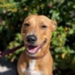 Basenji-Shar Pei-Mischling Marley, 04/2021,60 cm