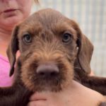 Mischling Mocha, 05/2022, 45-55 cm